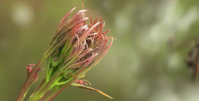 März-Austrieb der Strauch-Pfingstrose (Paeonia anomala)
Das Verbreitungsgebiet reicht vom europäischen Russland bis Sibirien und in das westliche China und die Mongolei hinein.
