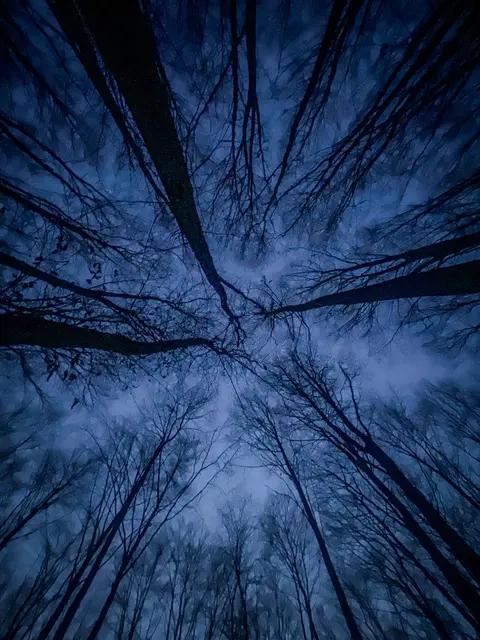 Mystische Waldmomente - Abends im Wald Part I | Foto: Christoph Niersmann