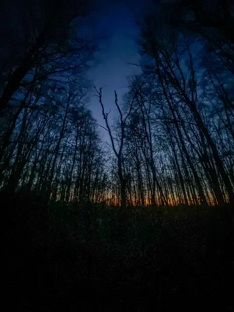 Mystische Waldmomente - Abends im Wald Part I | Foto: Christoph Niersmann 