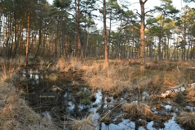 Faszination Moor (Foto: Katja Woidtke)

Der Ruf der blauen Moorfrösche - Impressionen vom Resser Moorerlebnispfad | Foto: Katja Woidtke