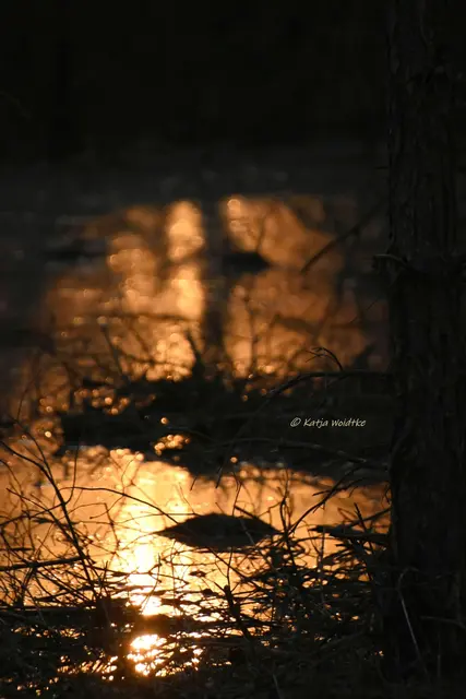 Faszination Moor (Foto: Katja Woidtke)

Der Ruf der blauen Moorfrösche - Impressionen vom Resser Moorerlebnispfad | Foto: Katja Woidtke