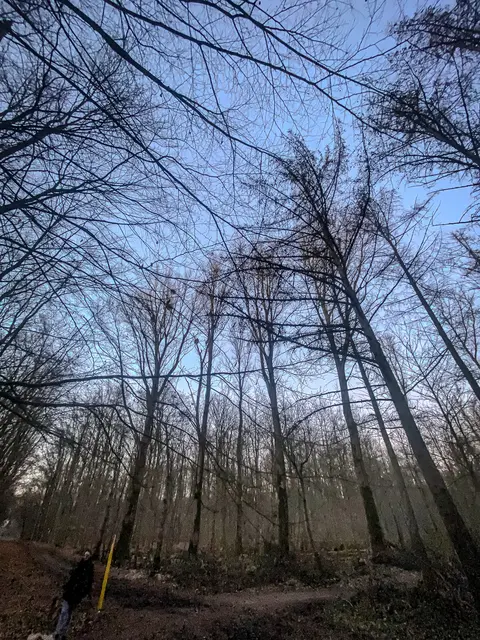 Mystische Waldmomente - Abends im Wald Part I | Foto: Christoph Niersmann