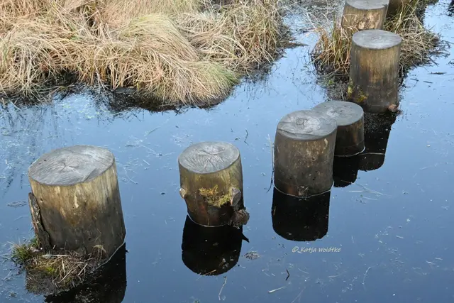 Faszination Moor (Foto: Katja Woidtke)

Der Ruf der blauen Moorfrösche - der Balancier-Parcours steht mittlerweile im Wasser | Foto: Katja Woidtke