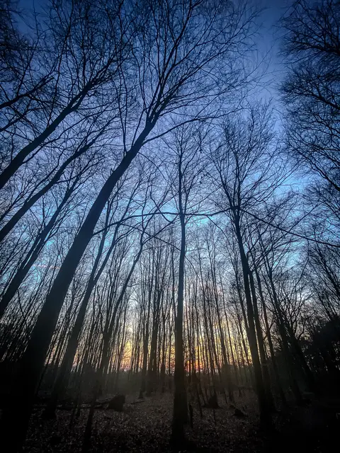 Mystische Waldmomente - Abends im Wald Part I | Foto: Christoph Niersmann