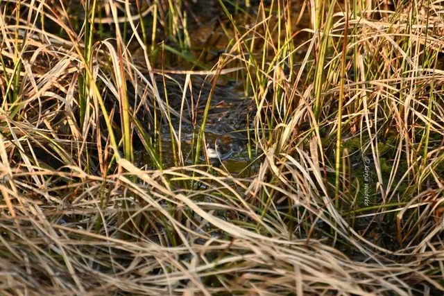 Faszination Moor (Foto: Katja Woidtke)

Der Ruf der blauen Moorfrösche - Suchbild mit Moorfrosch | Foto: Katja Woidtke