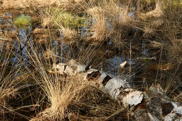 Faszination Moor (Foto: Katja Woidtke)

Der Ruf der blauen Moorfrösche - Impressionen vom Resser Moorerlebnispfad | Foto: Katja Woidtke
