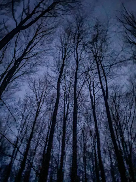 Mystische Waldmomente - Abends im Wald Part I | Foto: Christoph Niersmann
