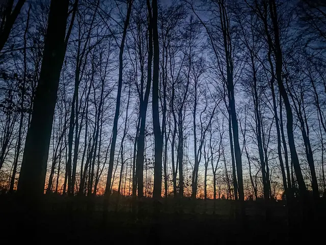 Mystische Waldmomente - Abends im Wald Part I | Foto: Christoph Niersmann 
