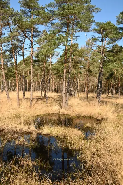 Faszination Moor (Foto: Katja Woidtke)

Der Ruf der blauen Moorfrösche - Impressionen vom Resser Moorerlebnispfad | Foto: Katja Woidtke