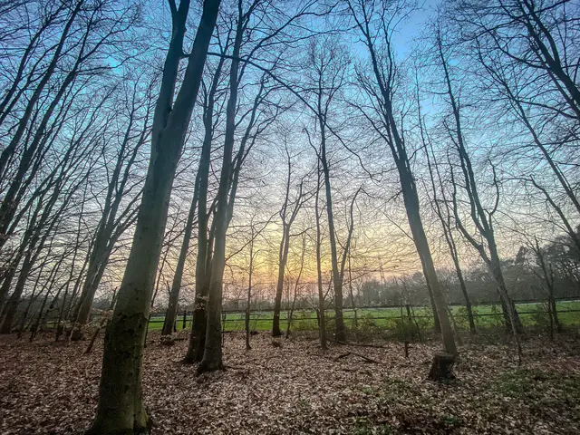 Mystische Waldmomente - Abends im Wald Part I | Foto: Christoph Niersmann