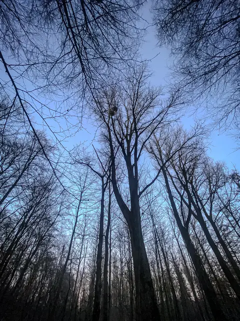 Mystische Waldmomente - Abends im Wald Part I | Foto: Christoph Niersmann