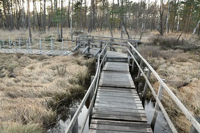 Faszination Moor (Foto: Katja Woidtke)

Der Ruf der blauen Moorfrösche - Impressionen vom Resser Moorerlebnispfad | Foto: Katja Woidtke
