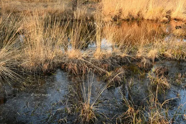 Faszination Moor (Foto: Katja Woidtke)

Der Ruf der blauen Moorfrösche - nur zu hören, nicht zu sehen | Foto: Katja Woidtke