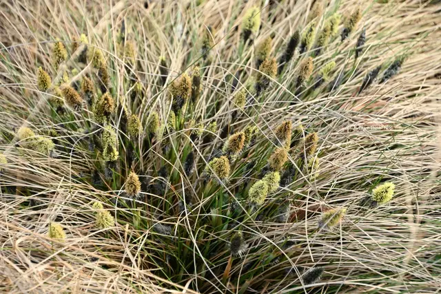 Faszination Moor (Foto: Katja Woidtke)

Der Ruf der blauen Moorfrösche - Wollgrasblüte | Foto: Katja Woidtke