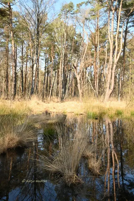 Faszination Moor (Foto: Katja Woidtke)

Der Ruf der blauen Moorfrösche - Impressionen vom Resser Moorerlebnispfad | Foto: Katja Woidtke