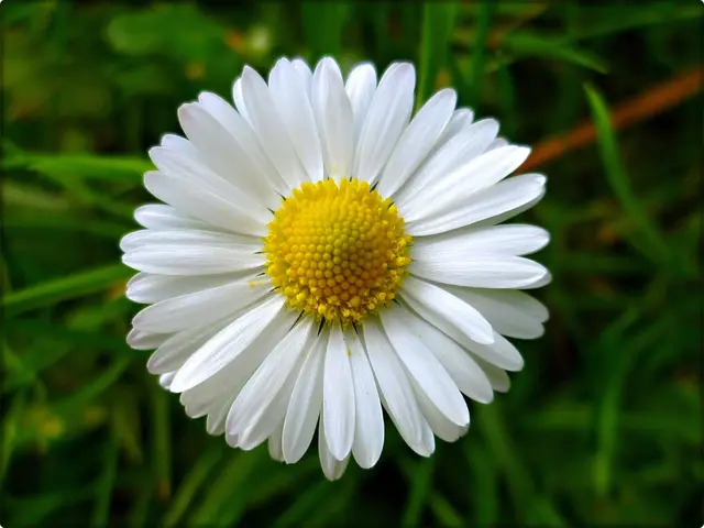 Gänseblümchen - Bellis perennis | Foto: HaMa