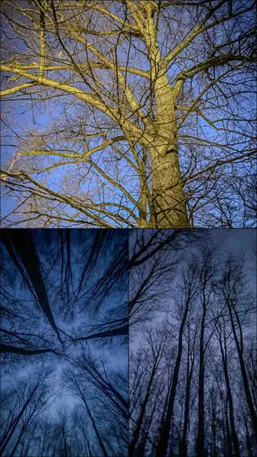 Mystische Waldmomente - Abends im Wald Part I | Foto: Christoph Niersmann 