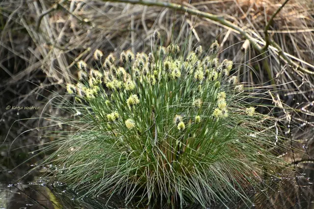 Faszination Moor (Foto: Katja Woidtke)

Der Ruf der blauen Moorfrösche - Wollgrasblüte | Foto: Katja Woidtke