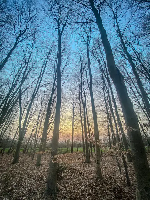 Mystische Waldmomente - Abends im Wald Part I | Foto: Christoph Niersmann