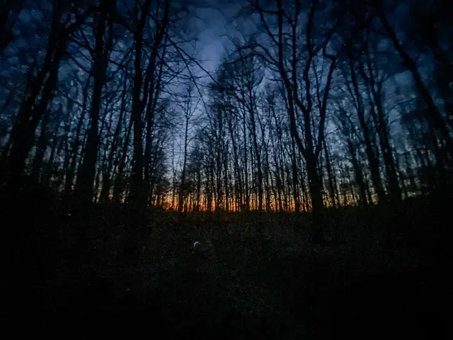 Mystische Waldmomente - Abends im Wald Part I | Foto: Christoph Niersmann 