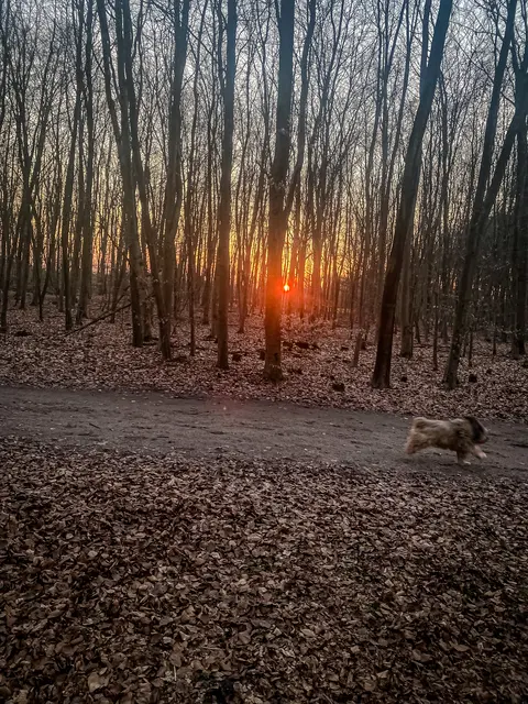 Mystische Waldmomente - Abends im Wald Part I | Foto: Christoph Niersmann