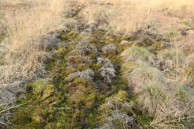 Faszination Moor (Foto: Katja Woidtke)

Der Ruf der blauen Moorfrösche - Torfmoose | Foto: Katja Woidtke
