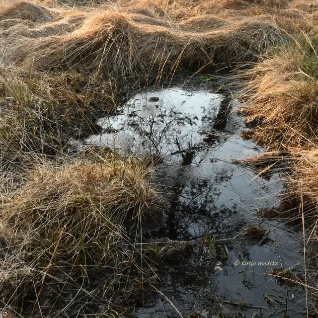 Faszination Moor (Foto: Katja Woidtke)

Der Ruf der blauen Moorfrösche - Impressionen vom Resser Moorerlebnispfad | Foto: Katja Woidtke