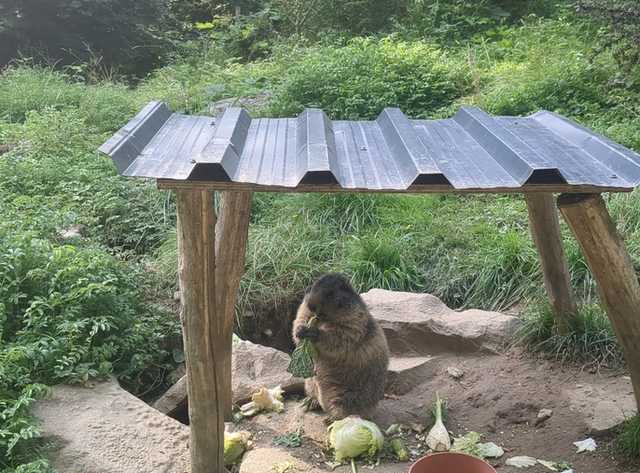 Murmeltier im Zoo Osnabrück | Foto: Astrid Günther