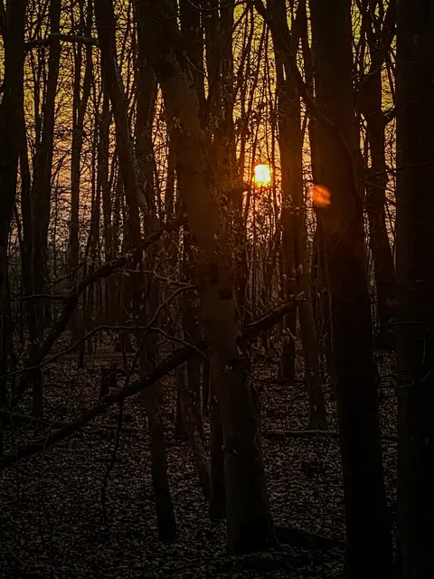 Mystische Waldmomente - Abends im Wald Part I | Foto: Christoph Niersmann