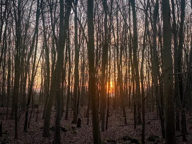 Mystische Waldmomente - Abends im Wald Part I | Foto: Christoph Niersmann
