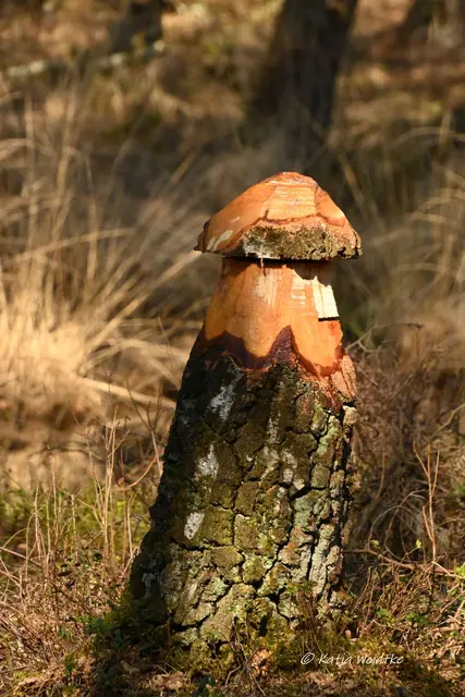Faszination Moor (Foto: Katja Woidtke)

Der Ruf der blauen Moorfrösche - Impressionen vom Resser Moorerlebnispfad | Foto: Katja Woidtke