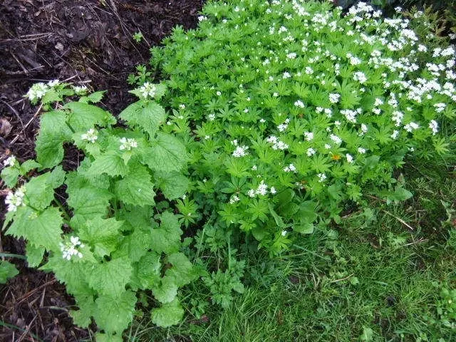 Knoblauchsrauke (Alliaria petiolata) und Waldmeister (Galium odoratum) | Foto: GvMeegen