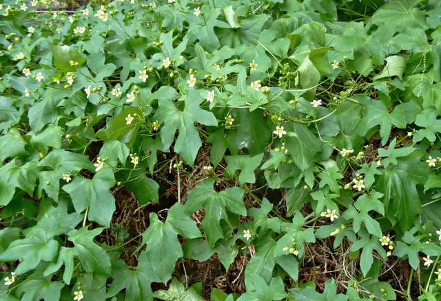 Zaunrübe (Bryonia dioica) | Foto: GvMeegen