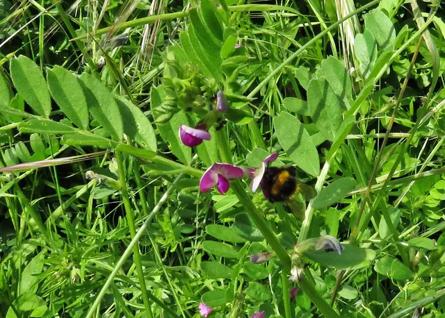 Zaun-Wicke (Vicia sepium) 
 | Foto: GvMeegen