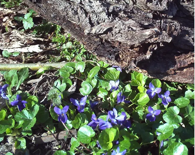 Veilchen (Viola odorata) | Foto: GvMeegen
