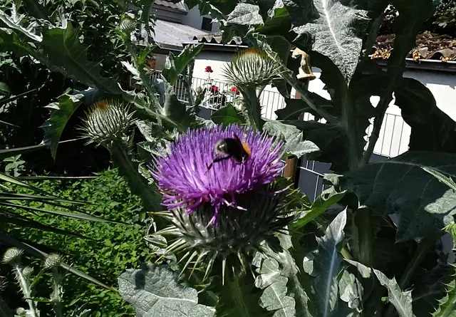 Eselsdistel (Onopordum acanthium) | Foto: GvMeegen