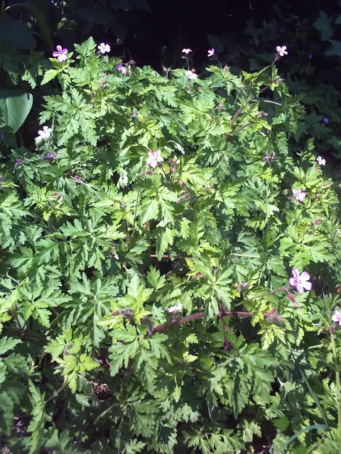 Storchenschnabel (Geranium robertianum) | Foto: GvMeegen