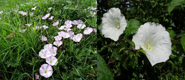 Acker-Winde (Convolvulus arvensis) und Zaunwinde | Foto: GvMeegen