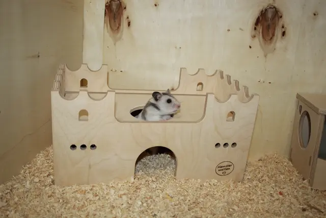 Jedem Hamster seine Hamsterburg - 120 zu 60 cm Grundfläche sollen es werden! | Foto: Heiko Fröhlich
