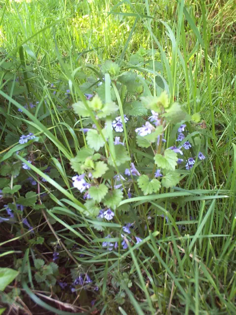 Gundermann (Glechoma hederacea) | Foto: GvMeegen