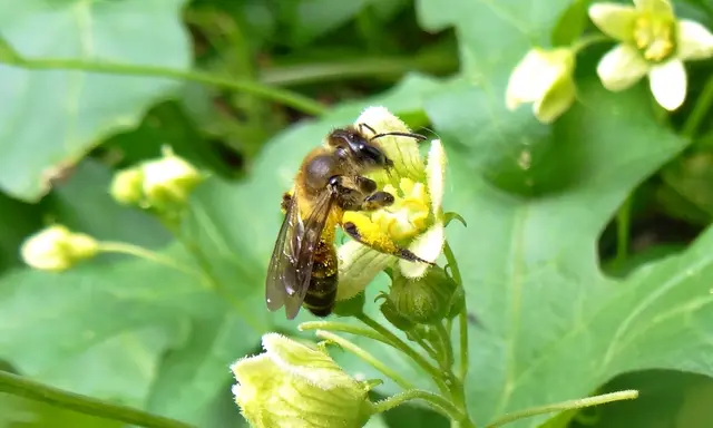 Zaunrüben-Sandbiene (Andrena florea) | Foto: GvMeegen