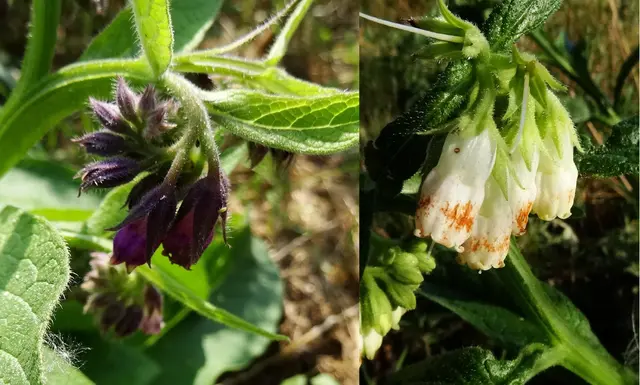 Beinwell (Symphytum) | Foto: GvMeegen