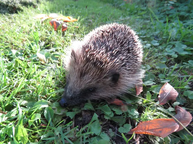 Igel sagt Danke! | Foto: GvMeegen