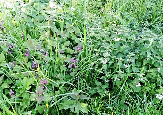 Taubnessel (Lamium purpureum) und (Lamium album) | Foto: GvMeegen
