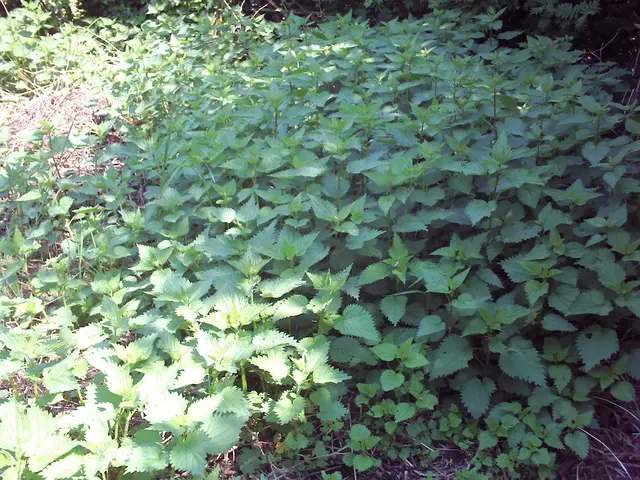 Brennnessel (Urtica dioica) | Foto: GvMeegen