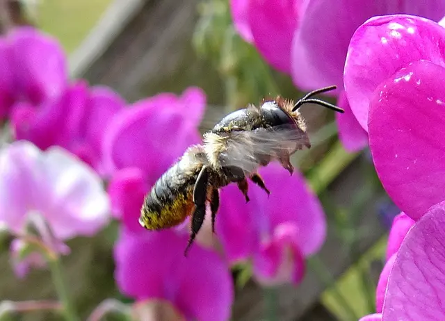 Platterbsen-Mörtelbiene (Megachile ericetorum) | Foto: GvMeegen