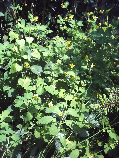 Schöllkraut (Chelidonium majus) | Foto: GvMeegen
