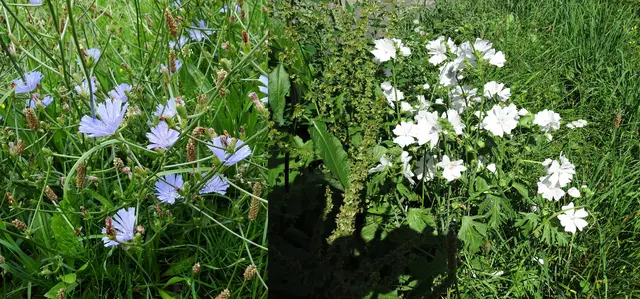 Wegwarte (Cichorium intybus) | Foto: GvMeegen
