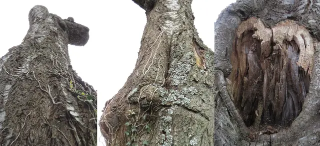 Abgestorbener Baum als Insektenhotel | Foto: GvMeegen