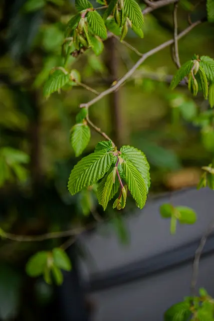 #SpringIsHere2026

Early Morning Moods